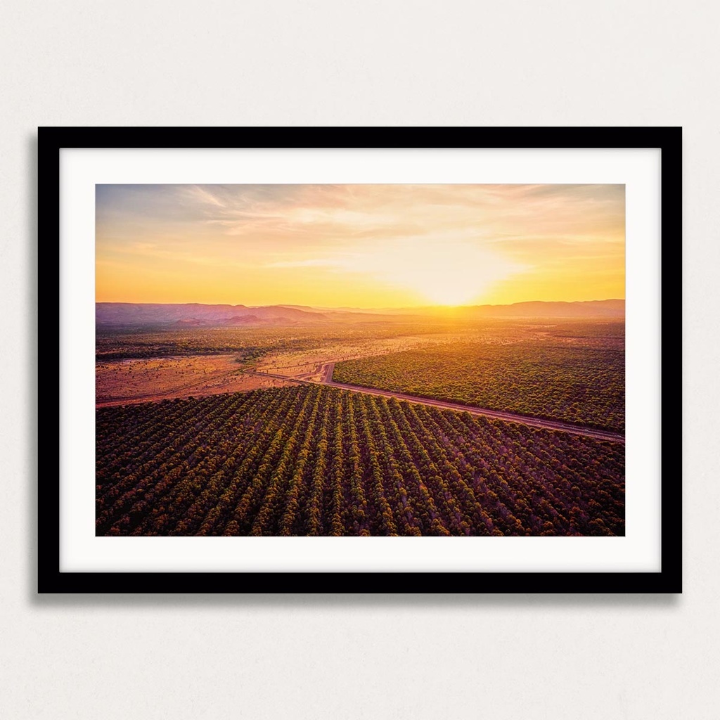 SUN0504 - Kununurra Mango Fields