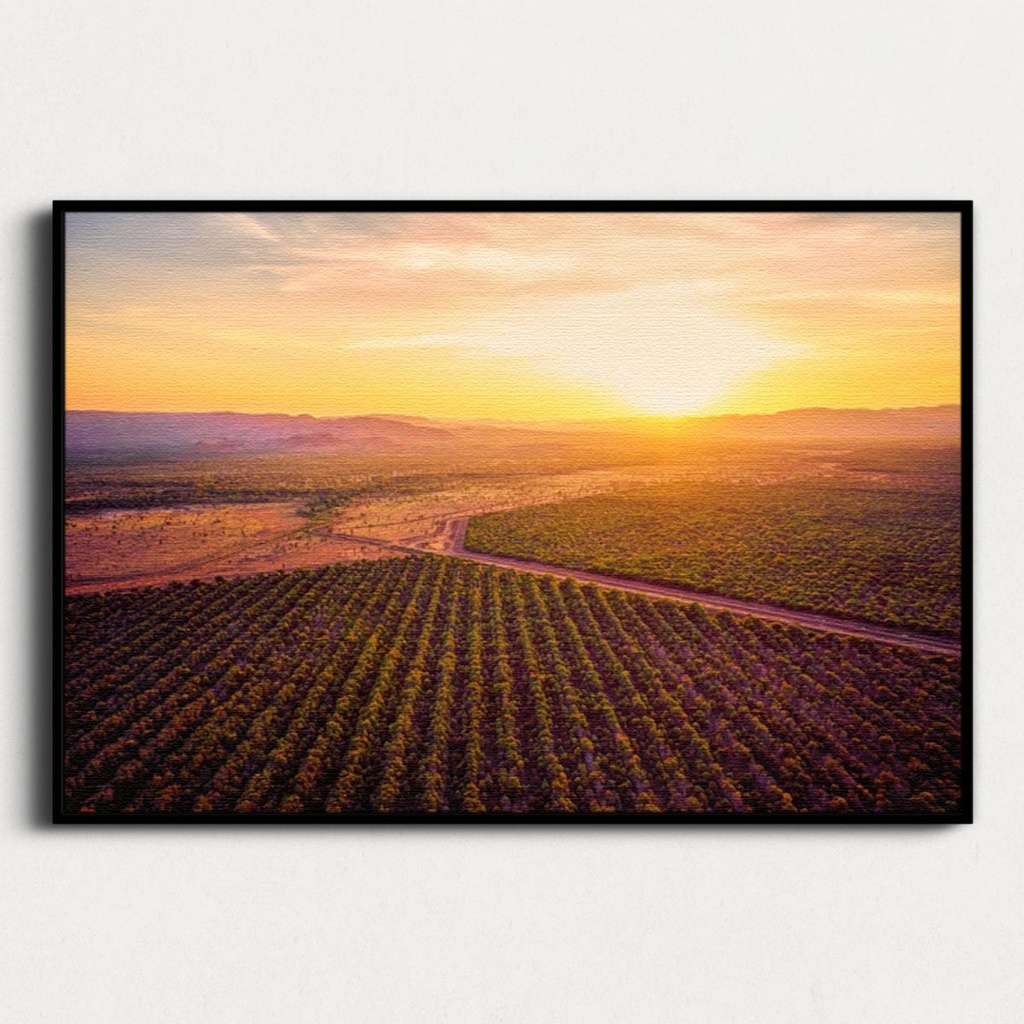 SUN0504 - Kununurra Mango Fields