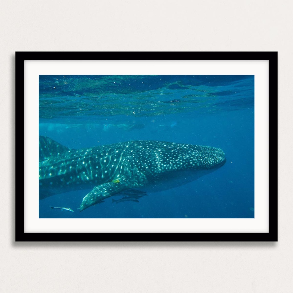 SUN0154 - Whale Shark