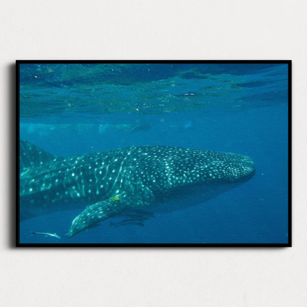 SUN0154 - Whale Shark