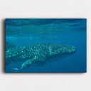 SUN0154 - Whale Shark