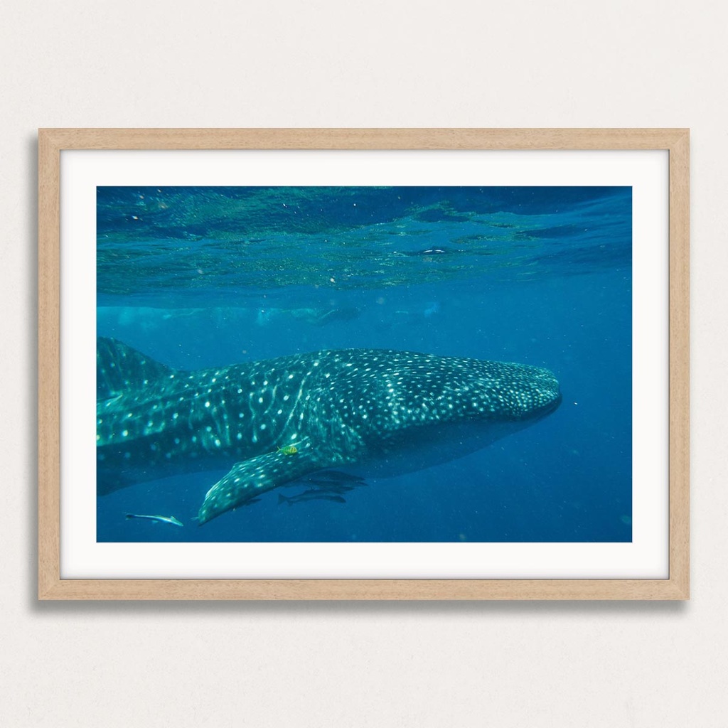 SUN0154 - Whale Shark