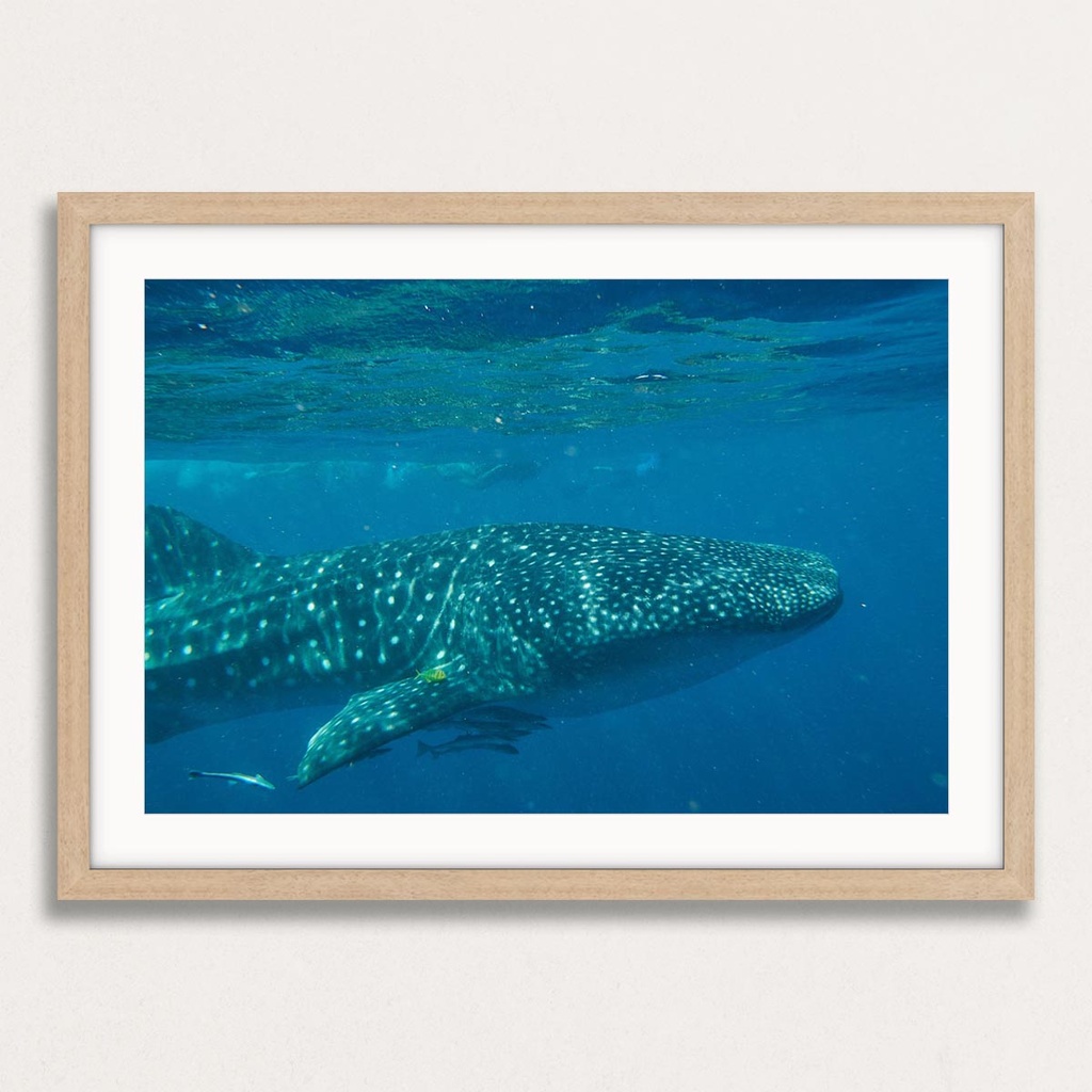 SUN0154 - Whale Shark