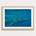 SUN0154 - Whale Shark