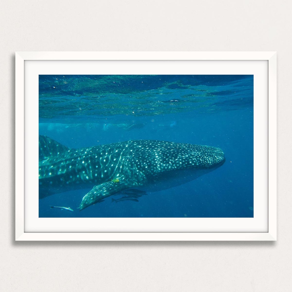 SUN0154 - Whale Shark