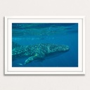 SUN0154 - Whale Shark