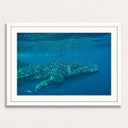 SUN0154 - Whale Shark