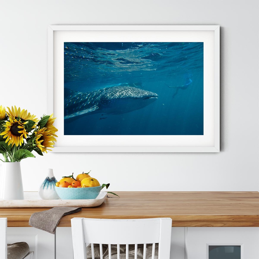 SUN0151 - Whale Shark