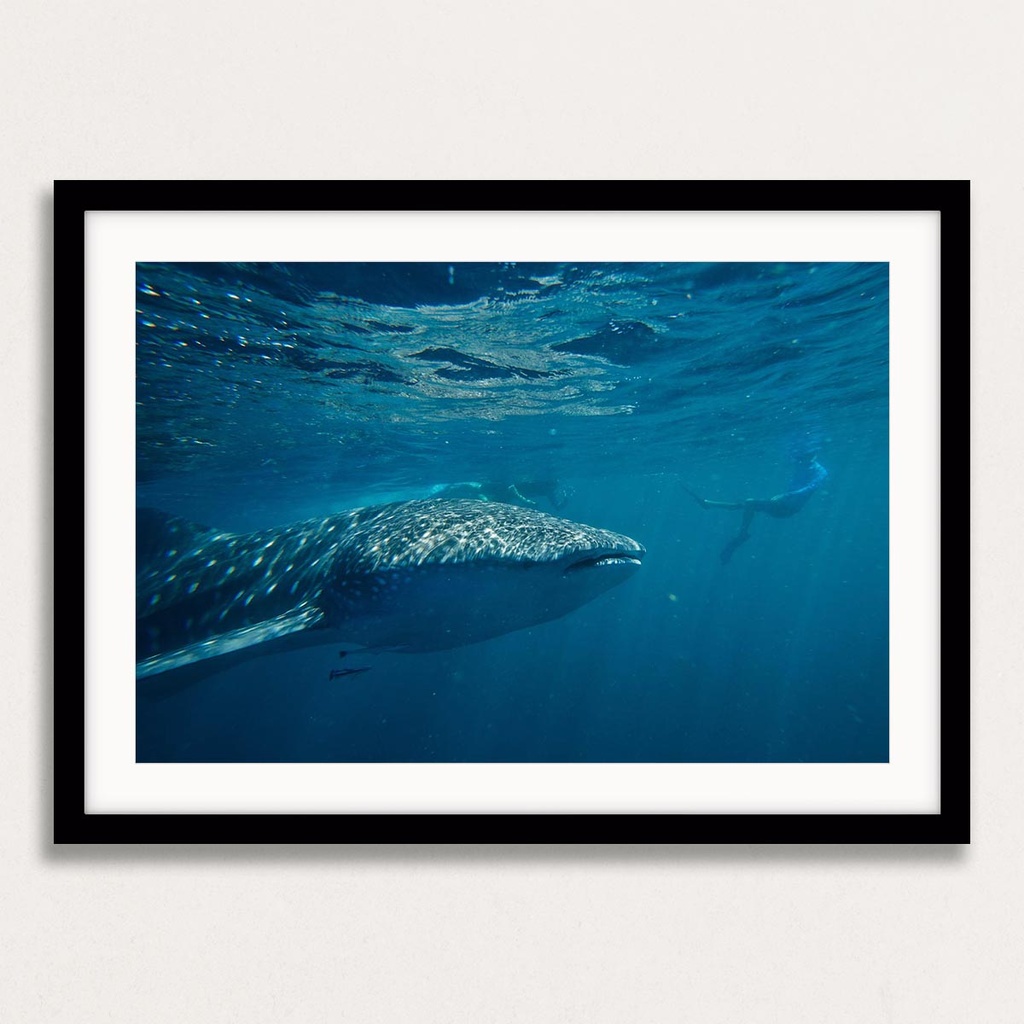 SUN0151 - Whale Shark