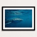 SUN0151 - Whale Shark