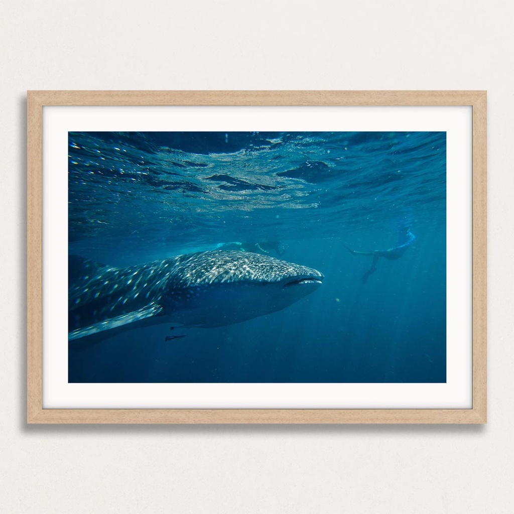 SUN0151 - Whale Shark