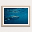 SUN0151 - Whale Shark