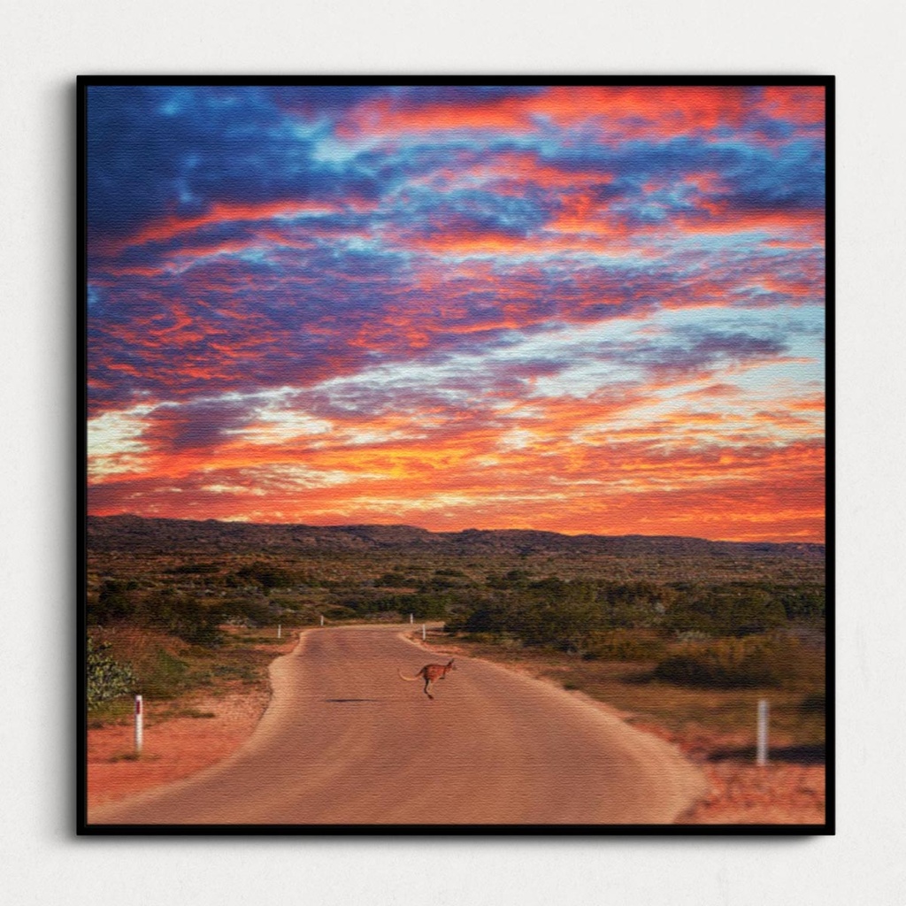 SUN0340 - Ningaloo Kangaroo