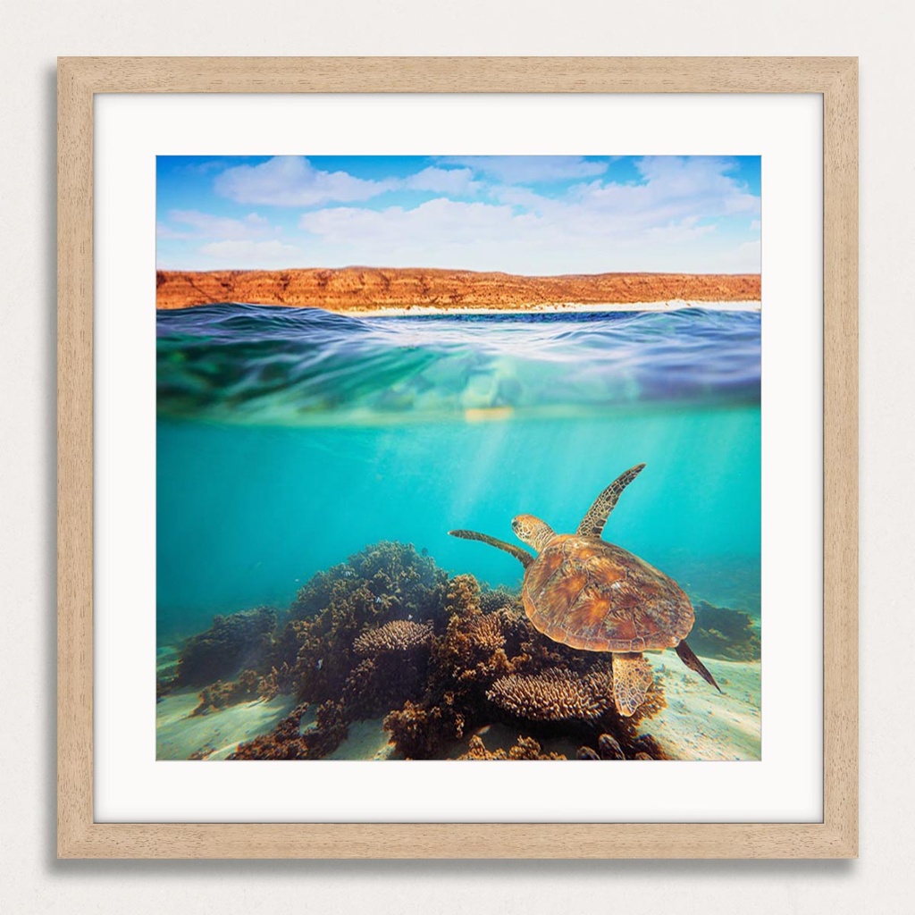 SUN0331 - Turtle