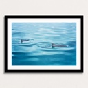 SUN0190 - Dolphins