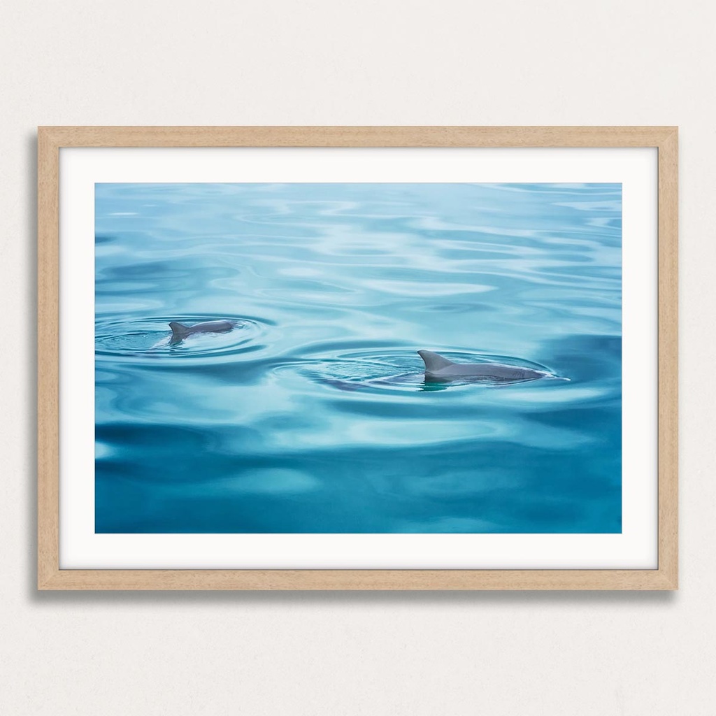 SUN0190 - Dolphins