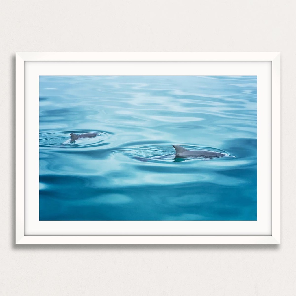 SUN0190 - Dolphins