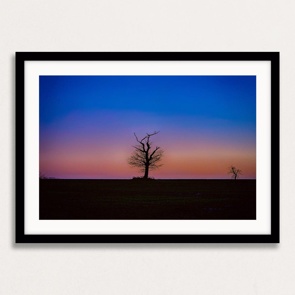 SUN0100 - Abberton Tree