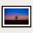 SUN0100 - Abberton Tree