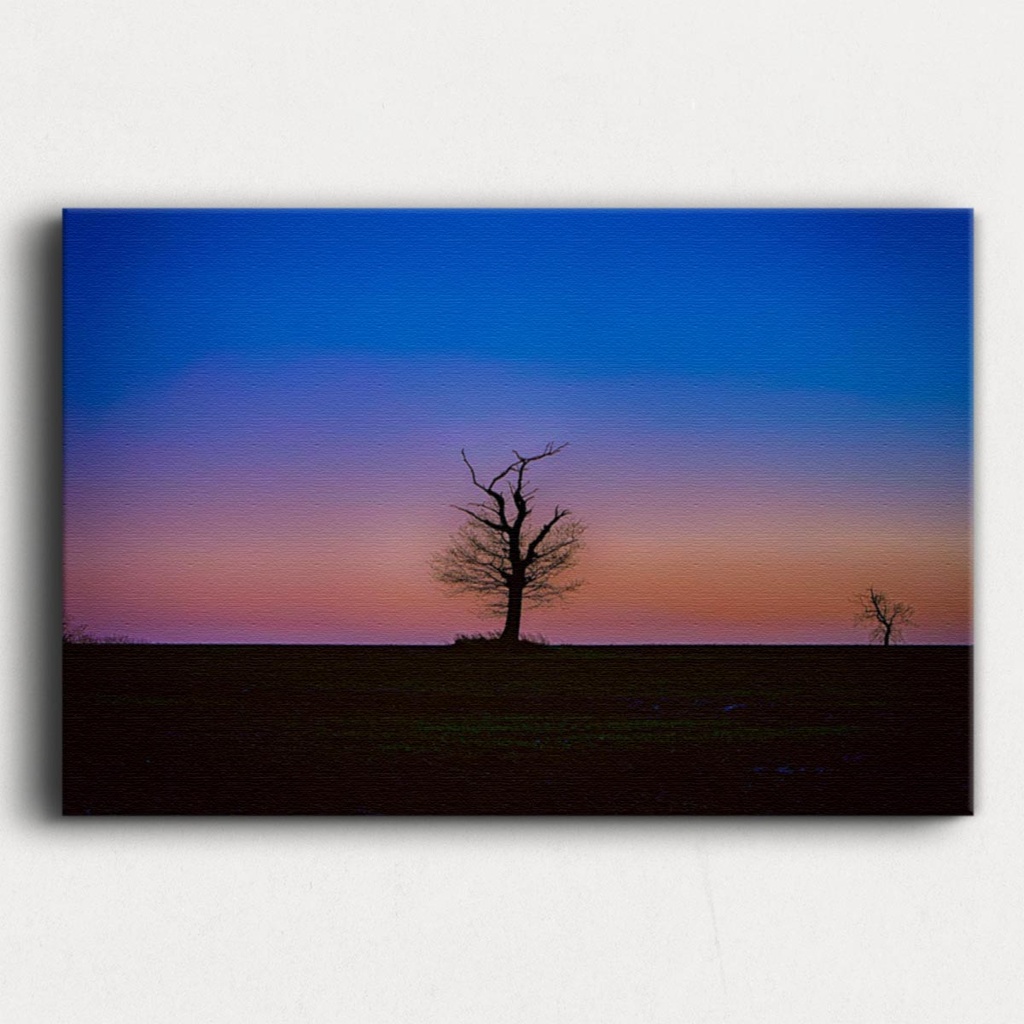 SUN0100 - Abberton Tree