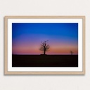 SUN0100 - Abberton Tree