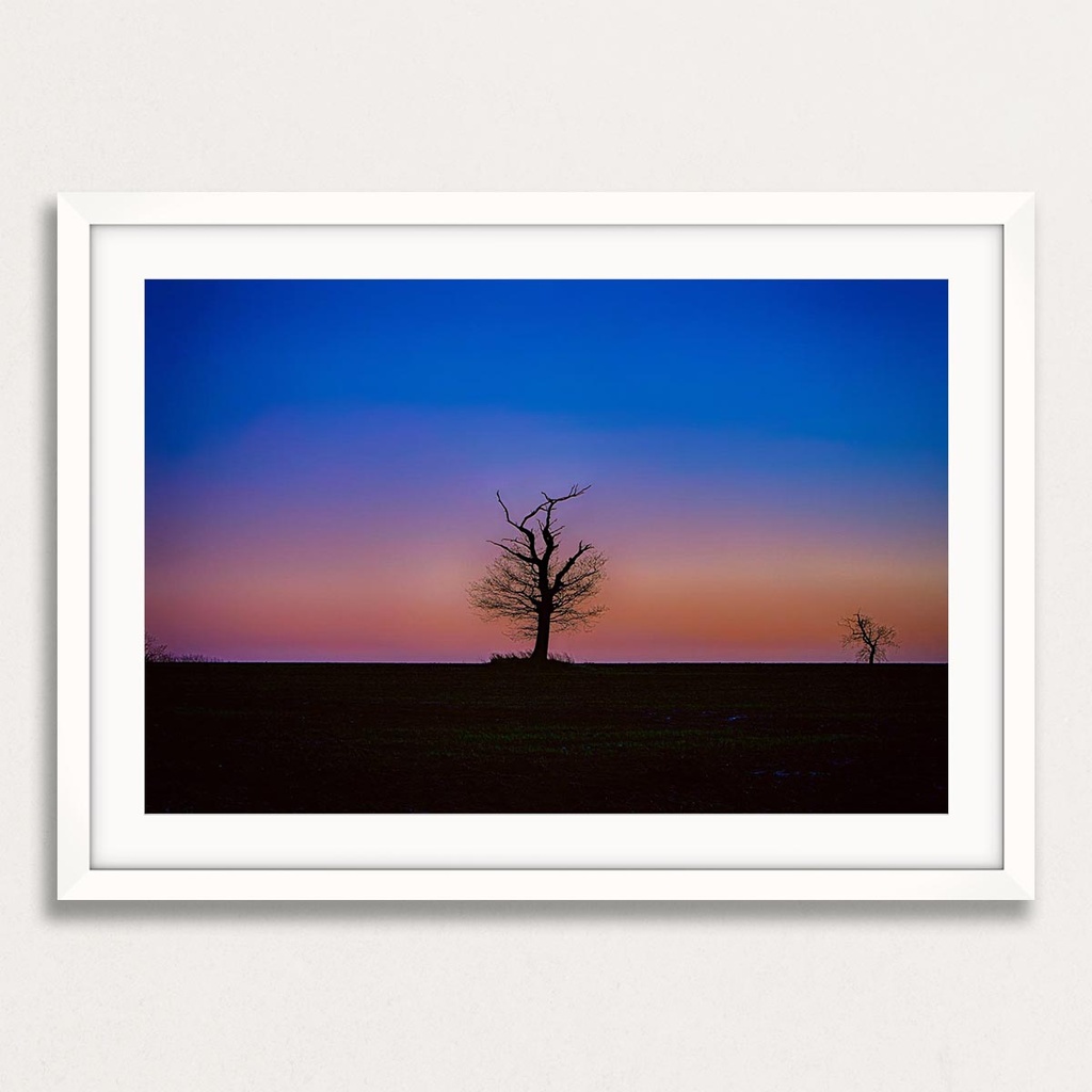 SUN0100 - Abberton Tree