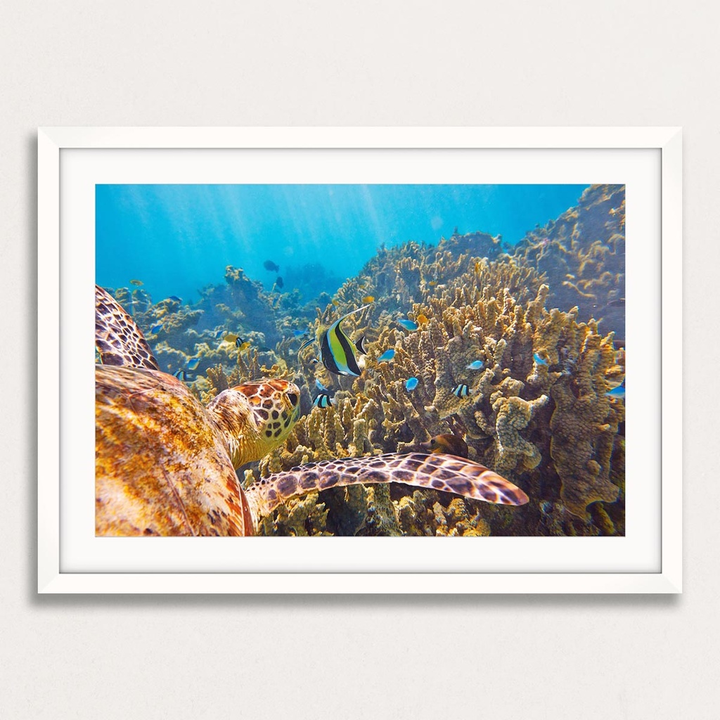 SUN0068 - Ningaloo Turtle