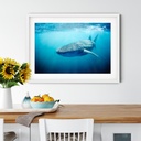 SUN0330 - Whale Shark