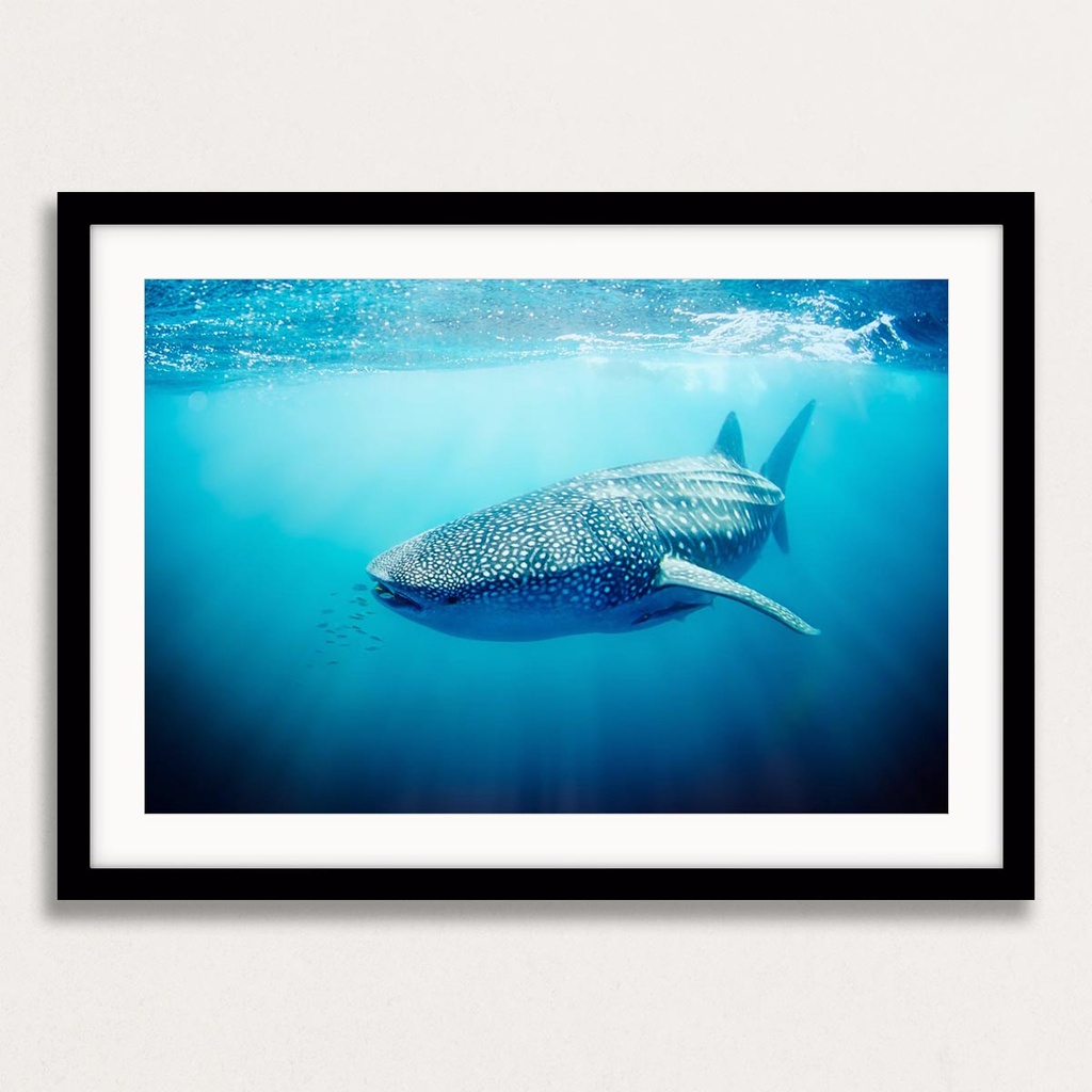 SUN0330 - Whale Shark