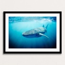 SUN0330 - Whale Shark