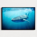 SUN0330 - Whale Shark