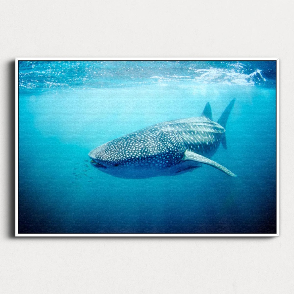 SUN0330 - Whale Shark