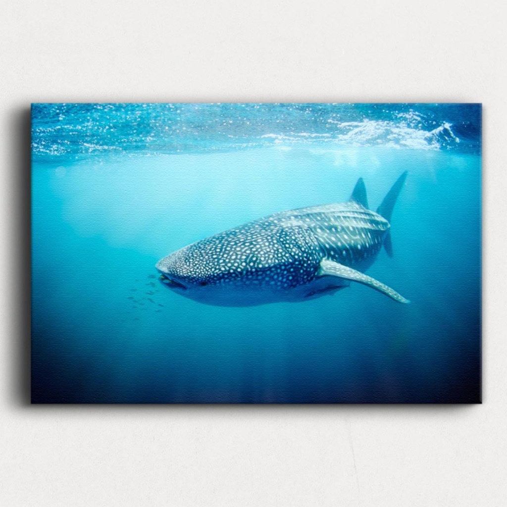 SUN0330 - Whale Shark