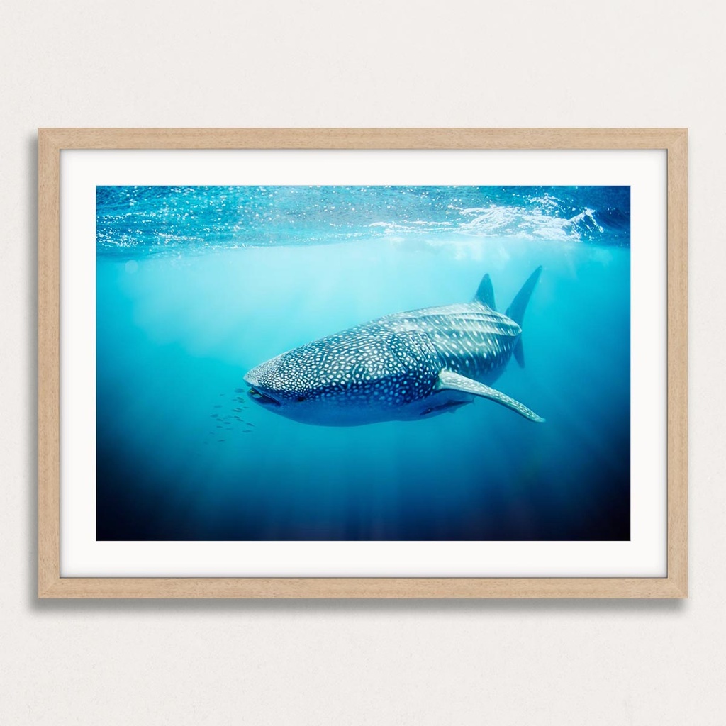 SUN0330 - Whale Shark