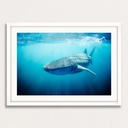 SUN0330 - Whale Shark