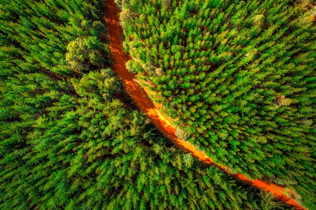 SUN1024 - Pine-O-Curve