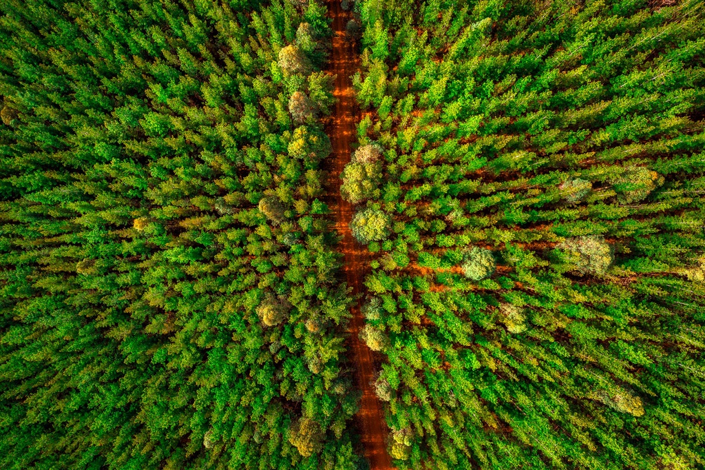 SUN1023 - Pine-O-Line (Fine Art Print - Rolled, 45cm x 30cm)