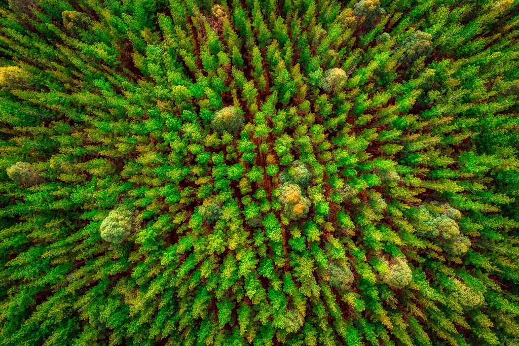 SUN1022 - Pine-O-Clean