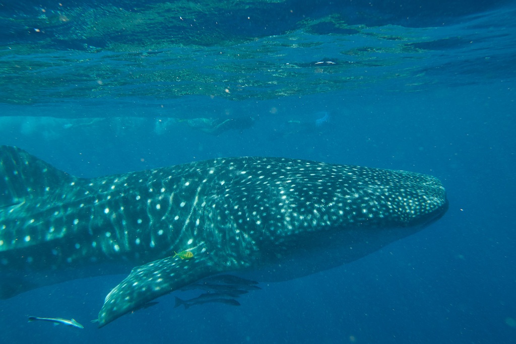 SUN0154 - Whale Shark (Fine Art Print - Rolled, 45cm x 30cm)