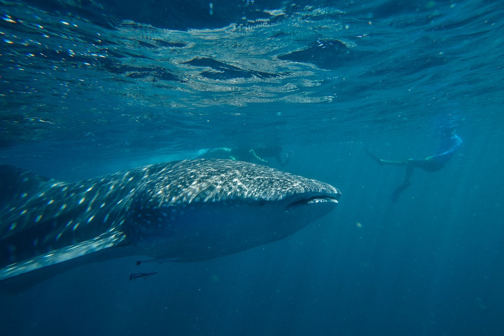 SUN0151 - Whale Shark (Fine Art Print - Rolled, 45 x 30cm)