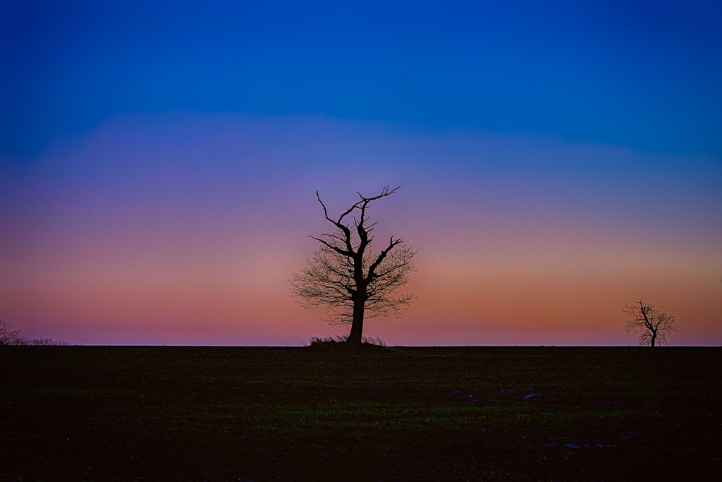SUN0100 - Abberton Tree (Fine Art Print - Rolled, 45cm x 30cm)