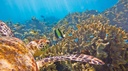 SUN0068 - Ningaloo Turtle
