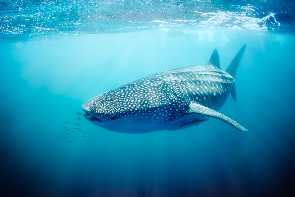 SUN0330 - Whale Shark (Fine Art Print - Rolled, 45cm x 30cm)
