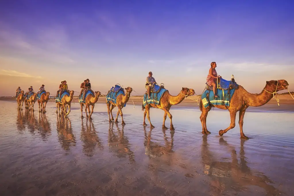 SUN0491 - Cable Beach Camels