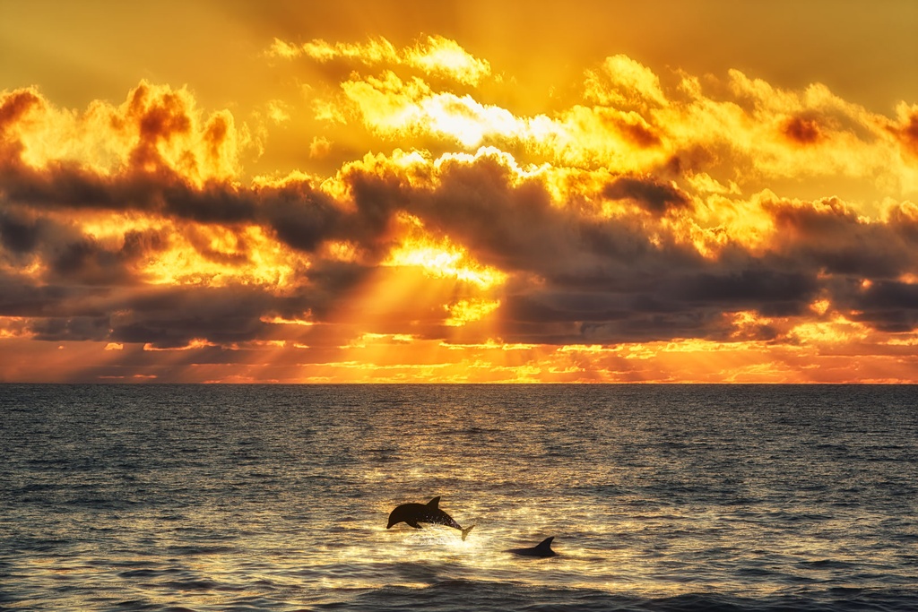 SUN0609 - Mettams Dolphins (Fine Art Print - Rolled, 45cm x 30cm)