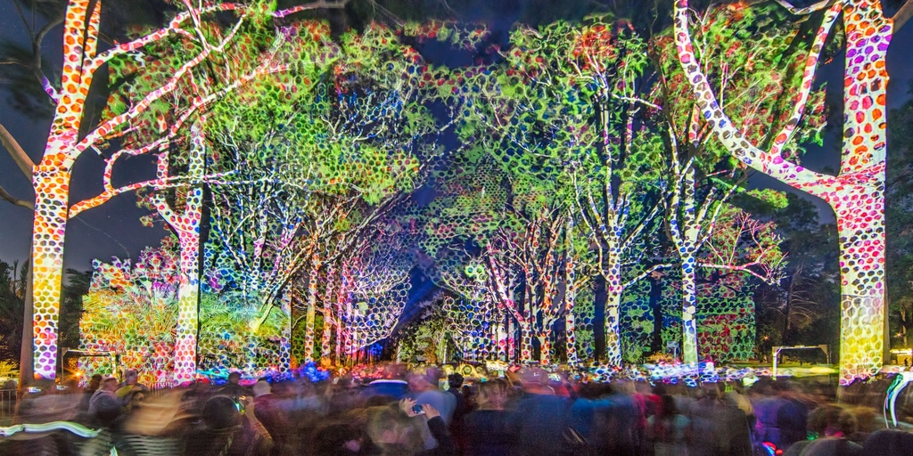 SUN0684 - Trees Speak Avenue (Fine Art Print - Rolled, 45cm x 30cm)