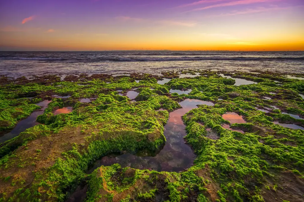 SUN0750 - North Beach Snake