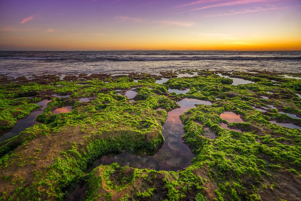 SUN0750 - North Beach Snake