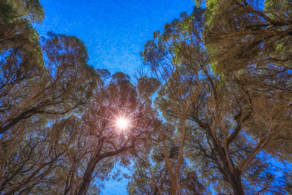 SUN0816 - Southwest Trees