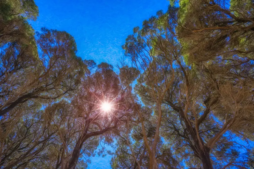 SUN0816 - Southwest Trees